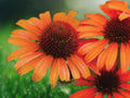 50 Seeds Echinacea Coneflower Orange Perennial Pollinator Blooms Hardy Drought Tolerant Wildflower