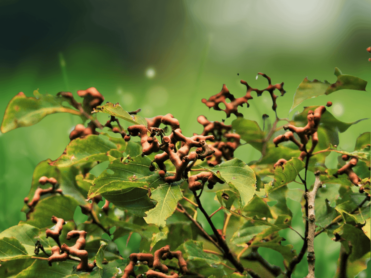 5 Seeds Hovenia dulcis Raisin Tree Sweet Edible Stems