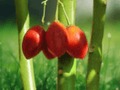 10 Tree Tomato Seeds Cyphomandra betacea