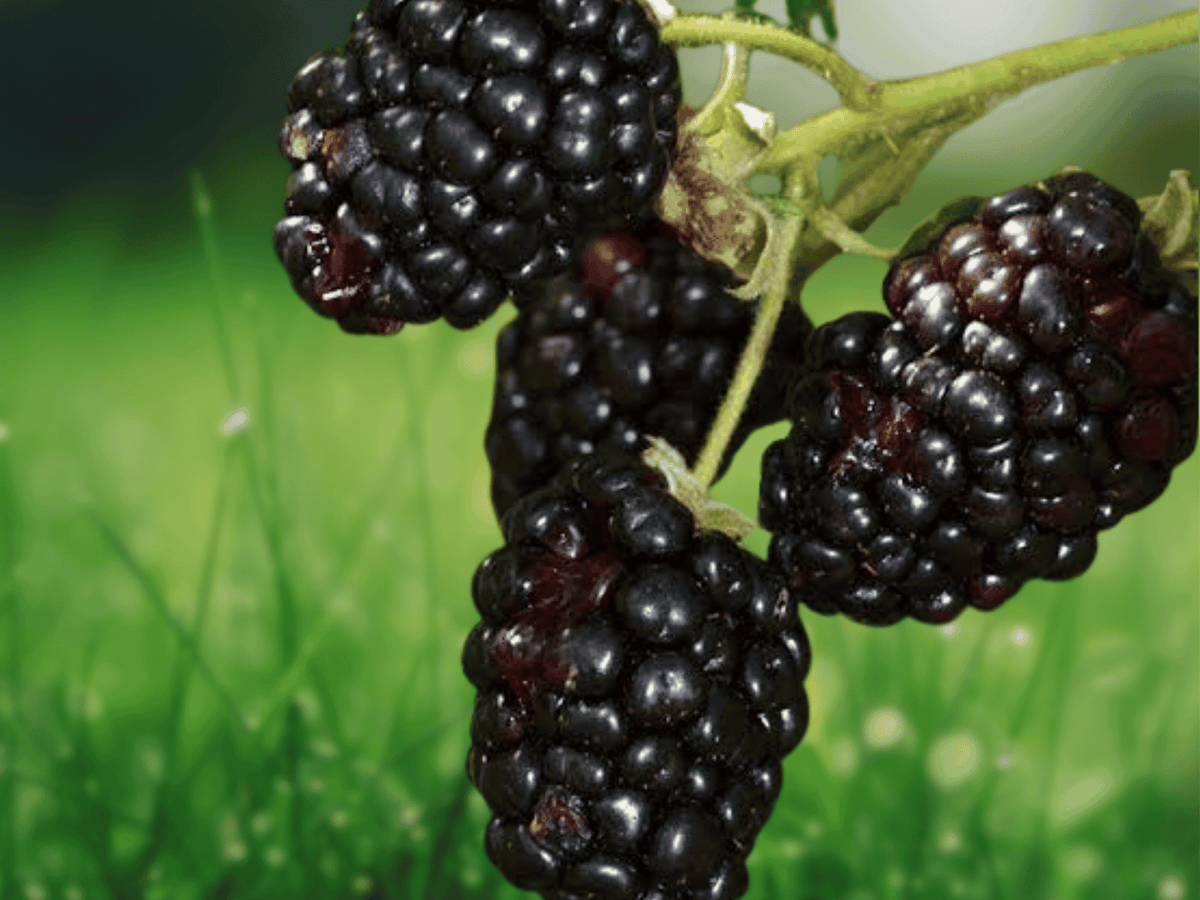 5 Starter Plugs Brazos Thorned Blackberry Rubus fruticosus