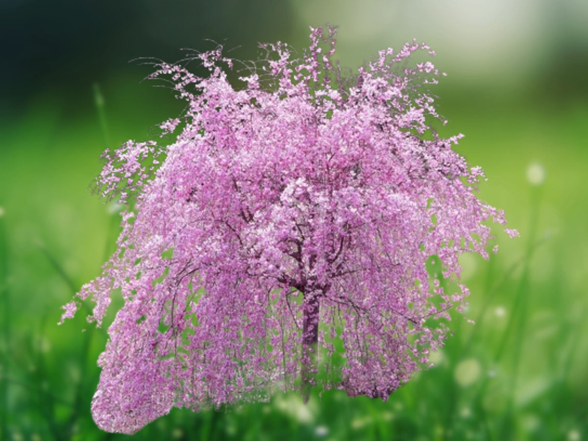 5 Seeds Weeping Purple Cherry Tree Ornamental Flowering Cascading Violet Blooms Hardy Garden Patio Landscape