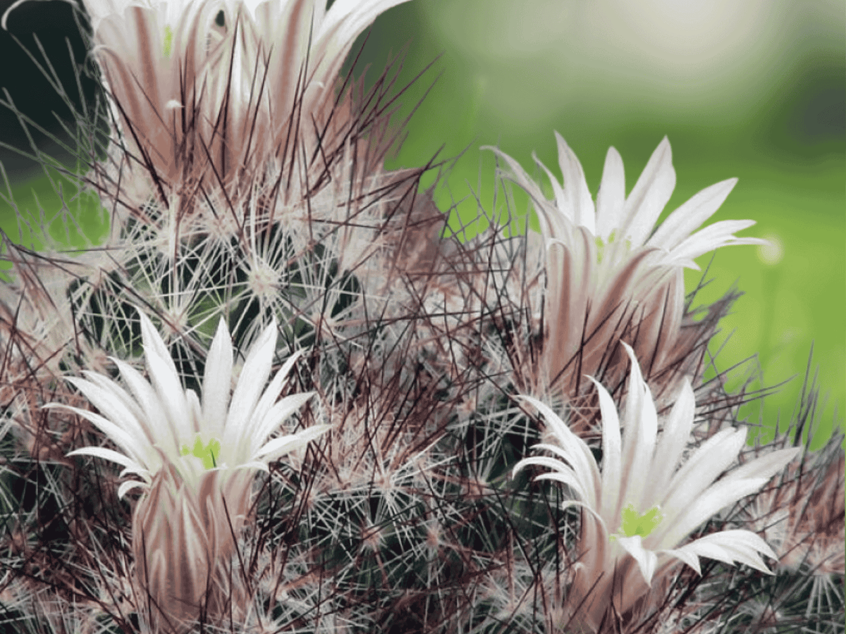 10 Seeds Hardy Ball Cactus Escobaria zilziana Small Desert Cactus