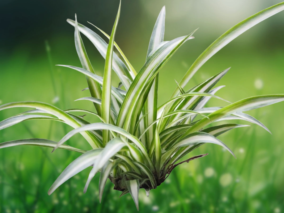 3 Live Rooted Spider Plant Cuttings Chlorophytum comosum Indoor Houseplant Starter
