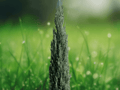 1 Live Plant Italian Cypress Cupressus Tree 2.5 QT Evergreen Columnar Privacy Screen