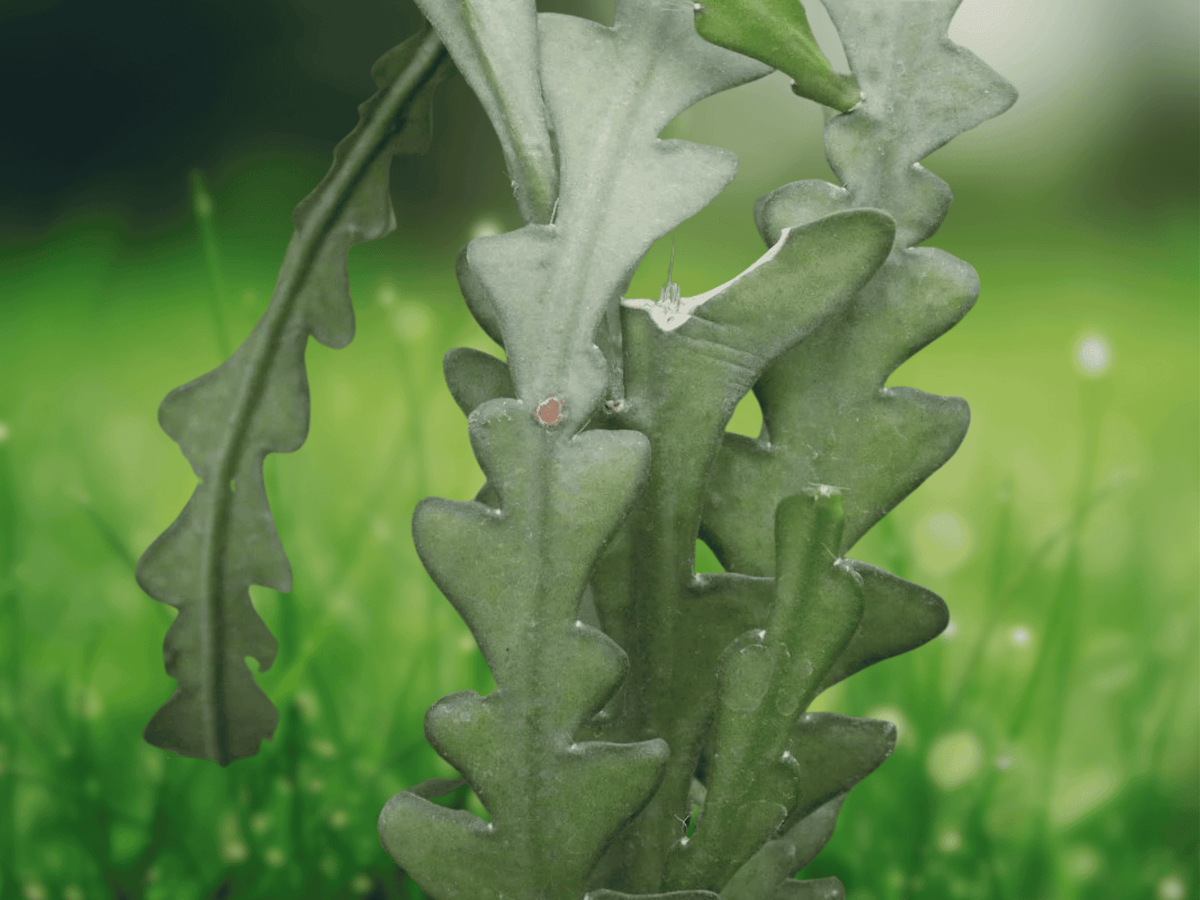 1 Live Plant Fishbone Cactus Selenicereus Anthonyanus 12 Inch Tall in 4 Inch Pot with Bamboo Stake