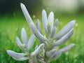 1 Live Plant Senecio serpens Blue Chalk Sticks Succulent 2 inch Pot Blue Gray Foliage Patio Indoor