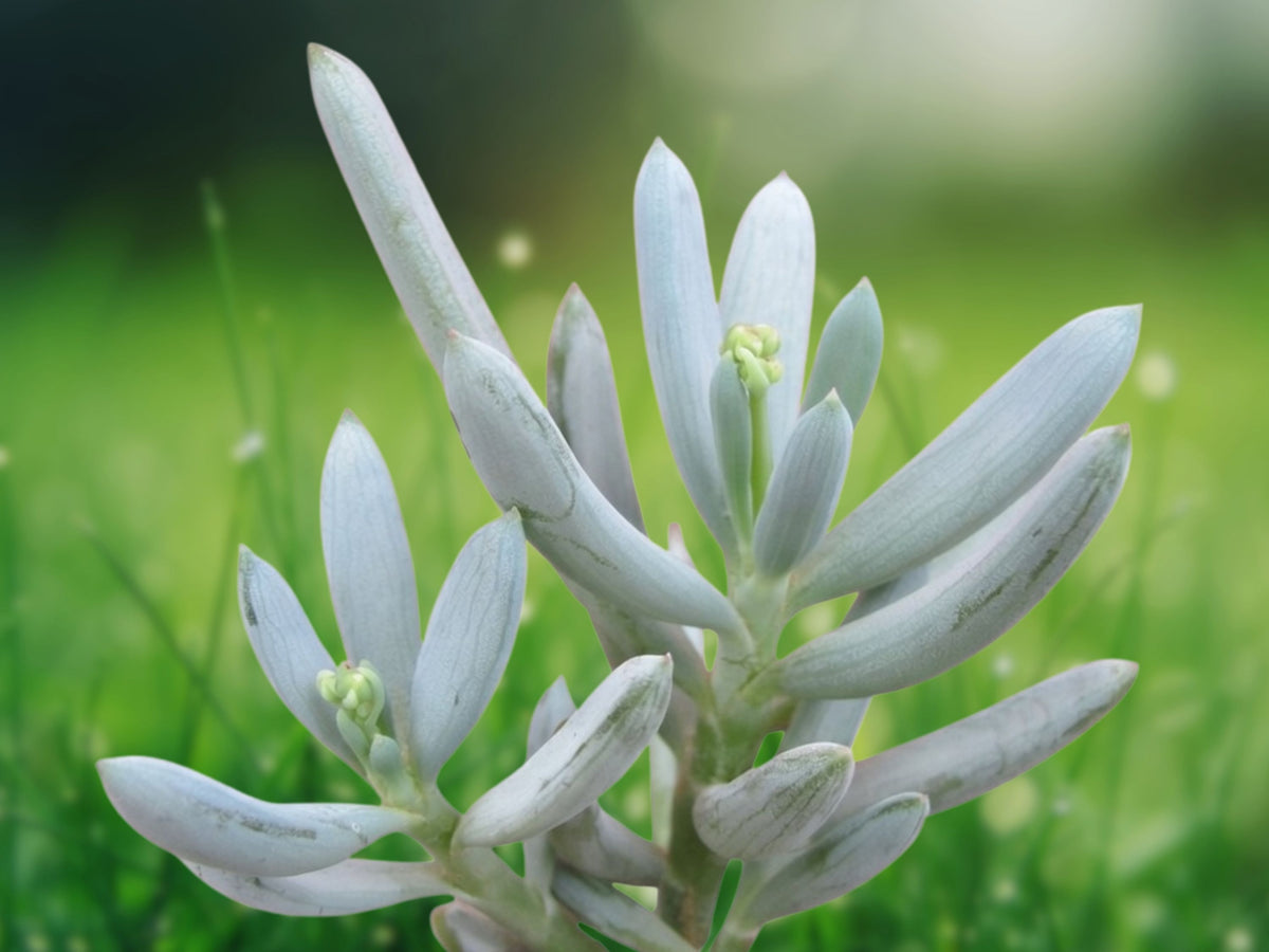 1 Live Plant Senecio serpens Blue Chalk Sticks Succulent 2 inch Pot Blue Gray Foliage Patio Indoor