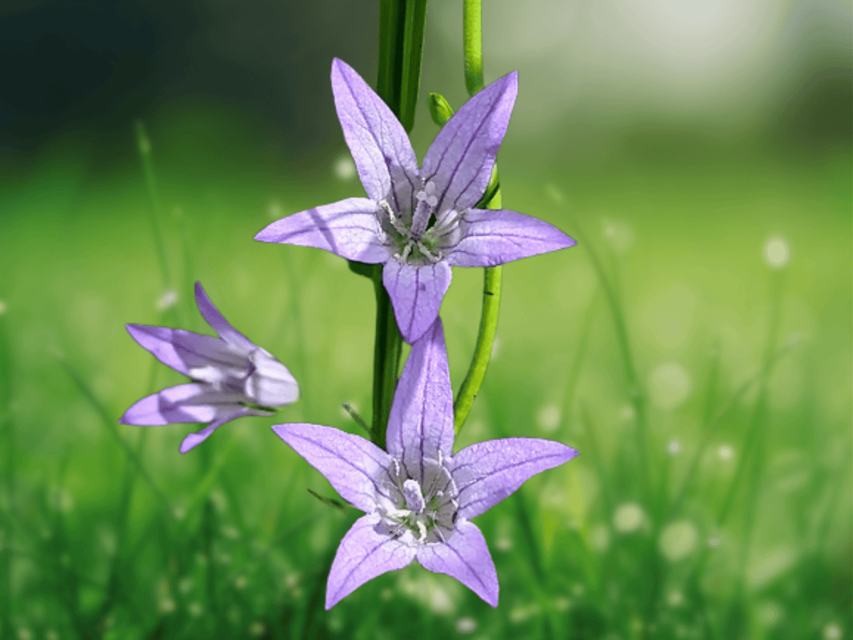 10 Seeds Campanula Rapunculus Rampion Bellflower Edible Root Alpine Wildflower
