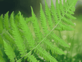 10 Bare Roots New York Fern Thelypteris noveboracensis Woodland Groundcover