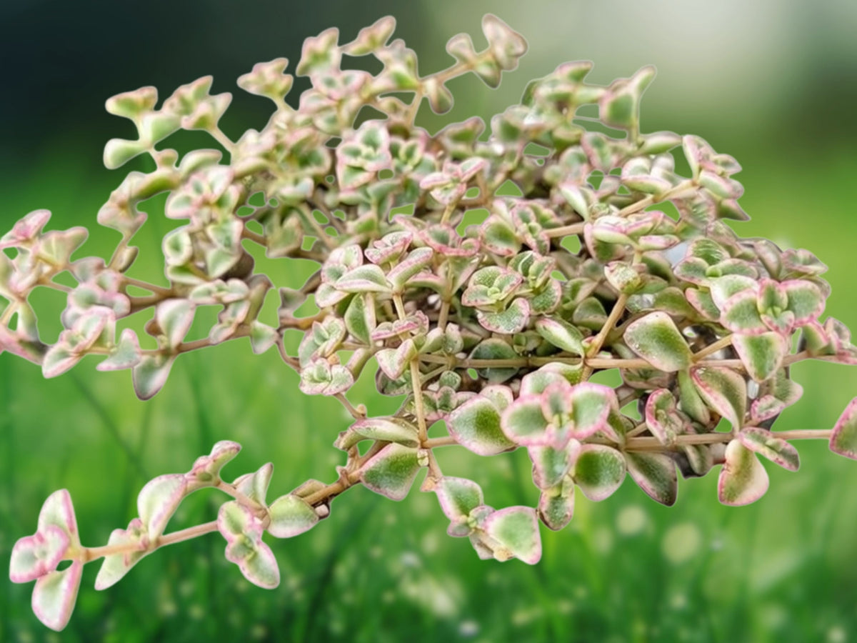 1 Live Plant Variegated Sedum 'Little Missy' & Crassula 'Petite Bicolor' Succulent Trailing Starter