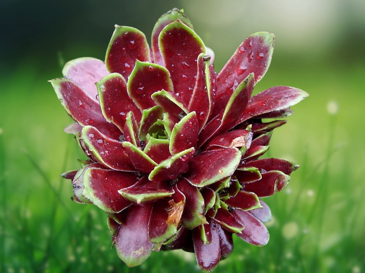 1 Live Plant Aeonium Firecracker Succulent Red Edged Rosette Starter Patio Garden Indoor Decor