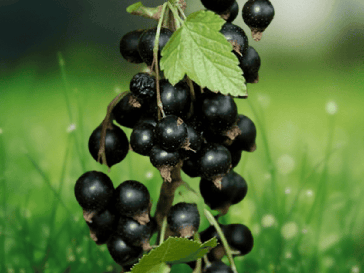 1 Ben Nevis Black Currant Live Plant Ribes nigrum