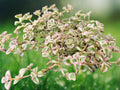 1 Live Plant Sedum Little Missy Succulent Variegated Trailing Starter 2 Inch Pot Indoor Outdoor