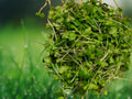 100 Seeds Basic Salad Mix Microgreen Heirloom Non GMO Fast Sprouting Edible Greens