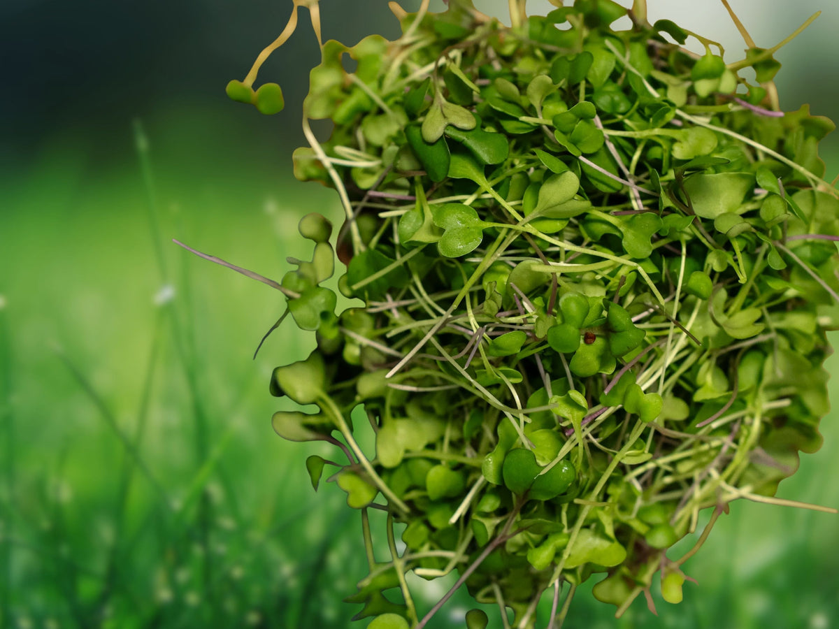 100 Seeds Basic Salad Mix Microgreen Heirloom Non GMO Fast Sprouting Edible Greens