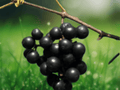 1 Live Plant Muscadine Grape Southern Home Vitis Starter Plant