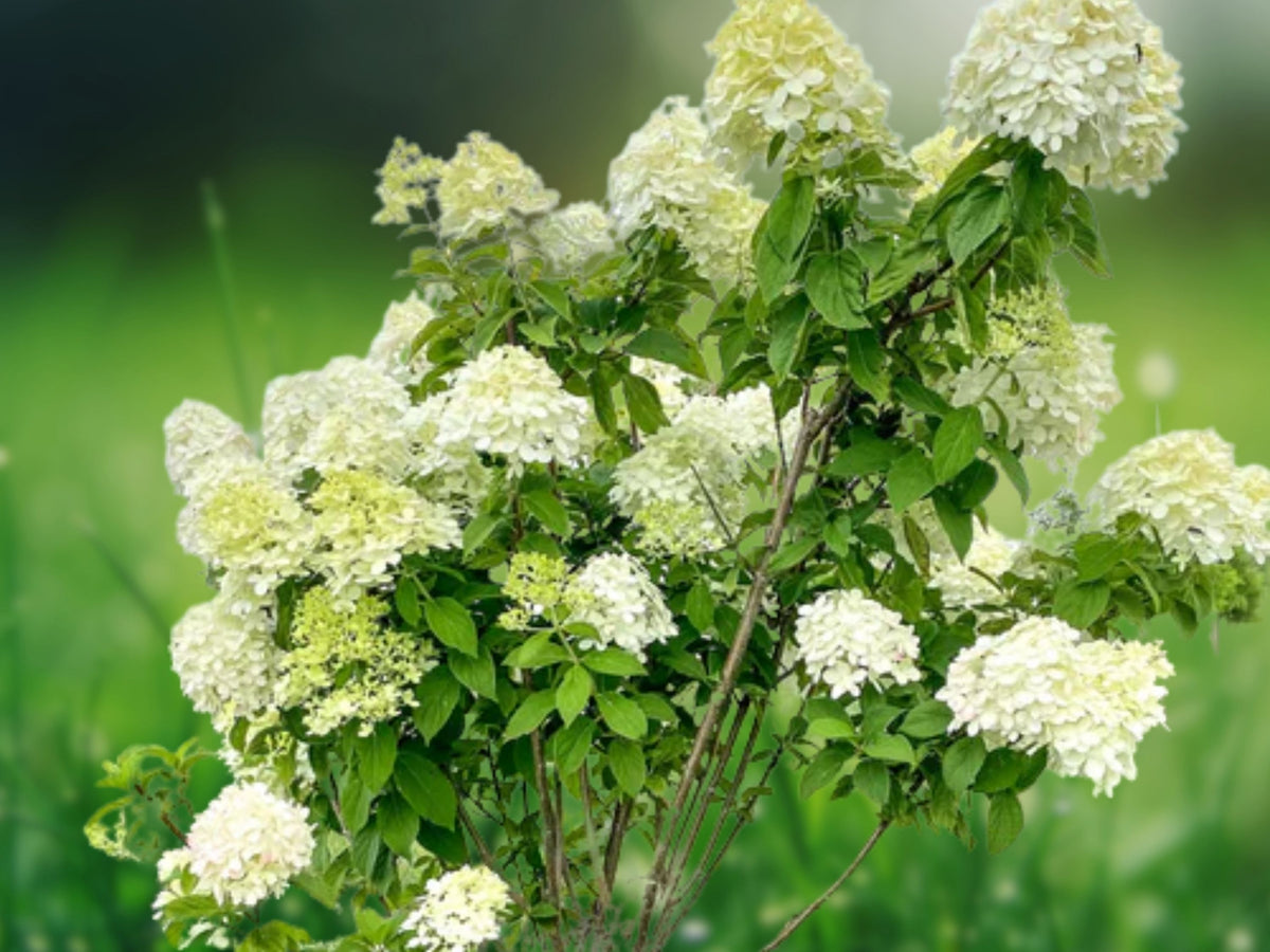 5 Seeds Limelight Hydrangea Perennial Flowering Shrub Green White Blooms Hardy Garden Plant Patio Ornamental