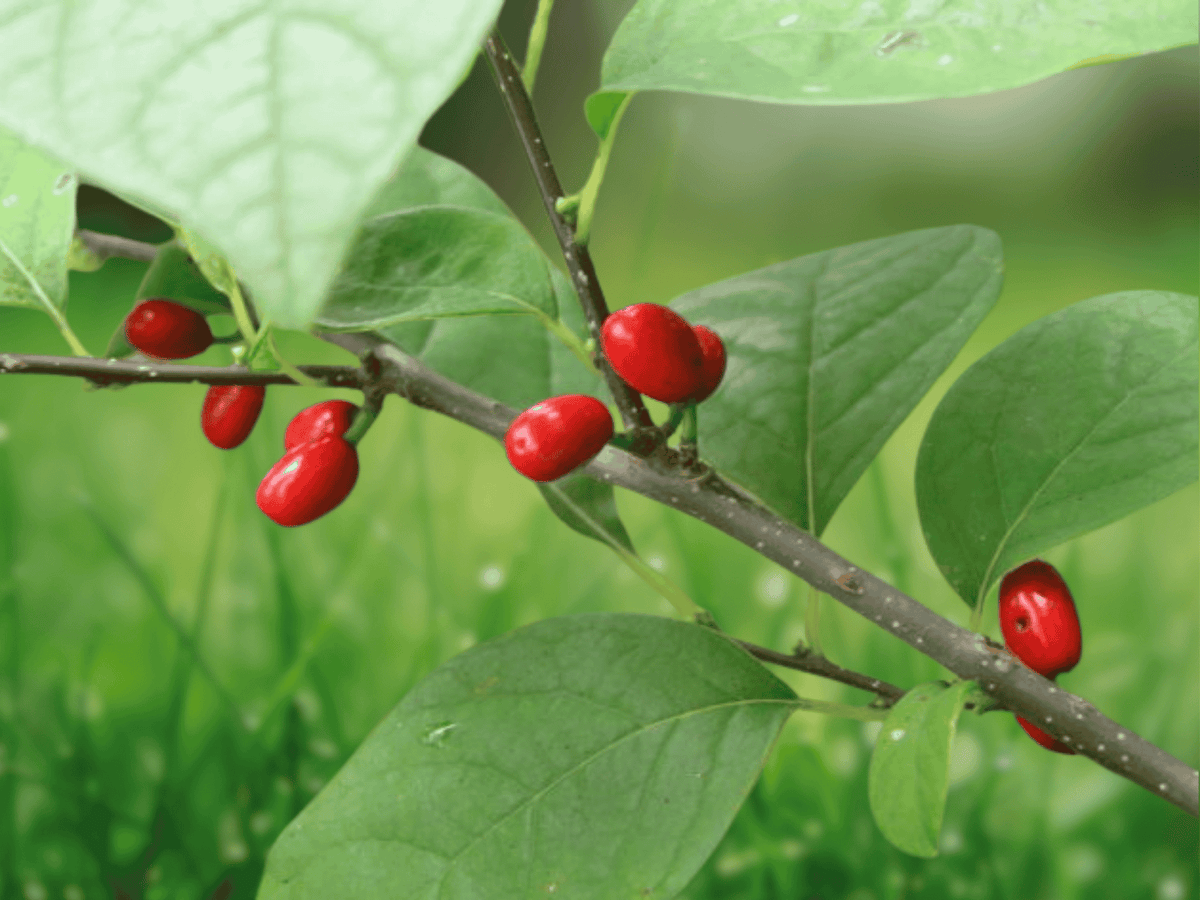 1 Bare Root Northern Spicebush Plant 12 Inch Tall Lindera benzoin 2 Year Old