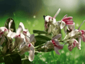 5 Seeds Moringa concanensis (Horseradish Tree) – Drought Tolerant Tropical Tree