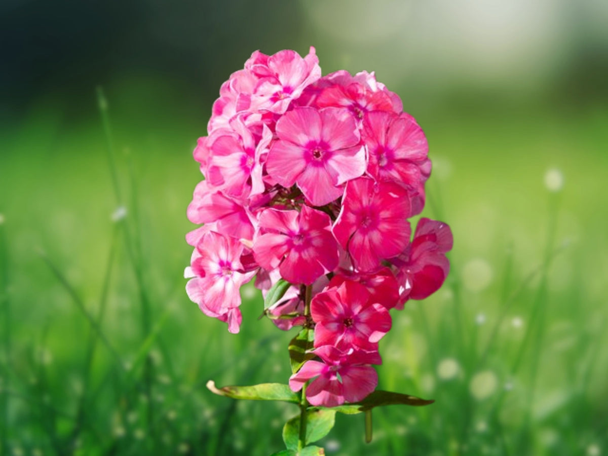 50 Bright Pink Phlox Seeds - Vibrant Blooming Annual Flower for Borders, Beds & Pollinator Gardens