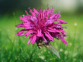100 Seeds Fireball Bee Balm Monarda Didyma Perennial Red Blooms Hummingbird Butterfly Pollinator