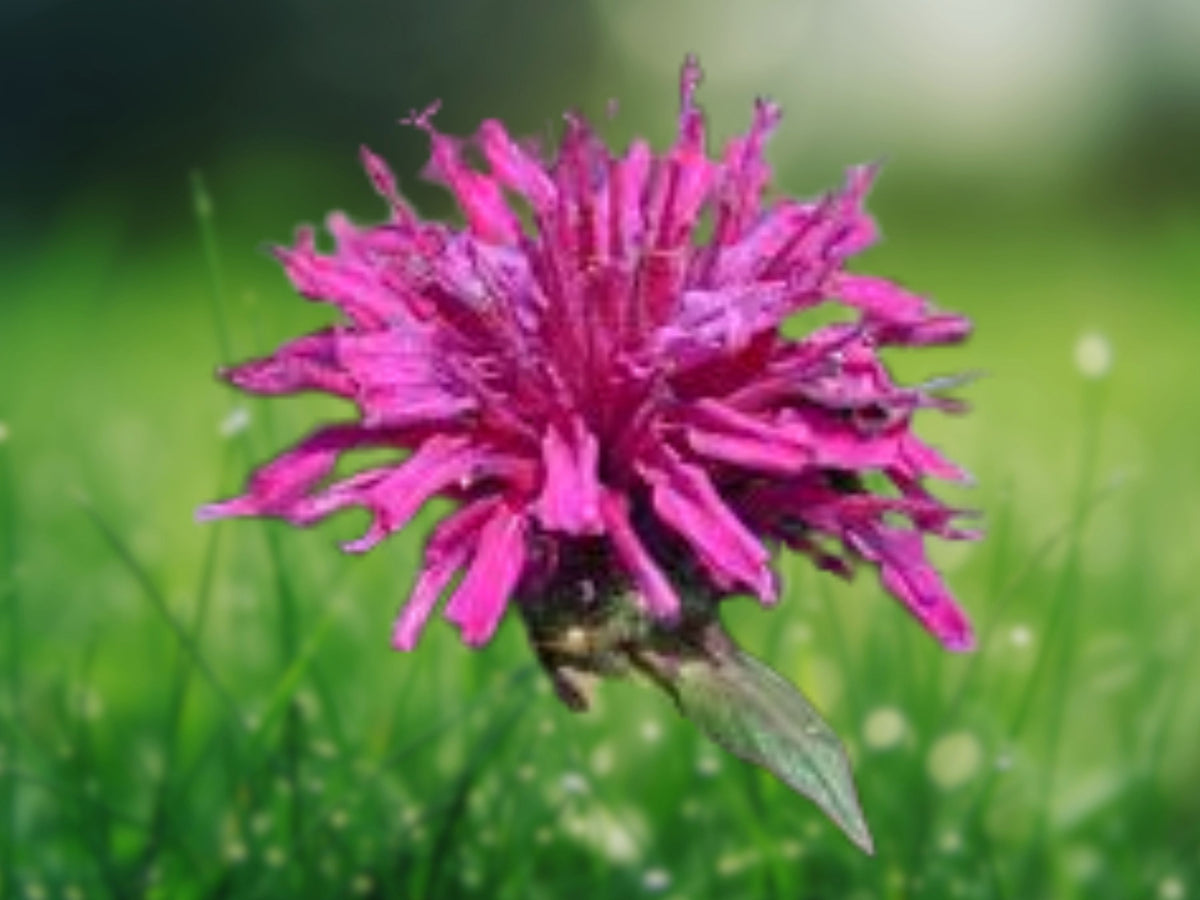 100 Seeds Fireball Bee Balm Monarda Didyma Perennial Red Blooms Hummingbird Butterfly Pollinator