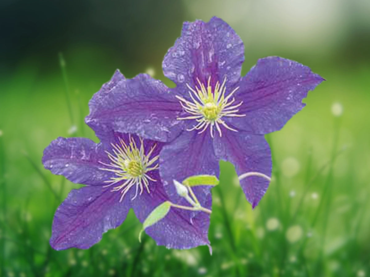 20 Seeds Blue Downy Clematis Macropetala Hardy Perennial Vine Early Blooming Blue Double Flowers for Trellis Fence Garden