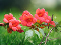 1 Rooted Plant Campsis Trumpet Creeper Vine Orange Starter for Garden Arbor Trellis