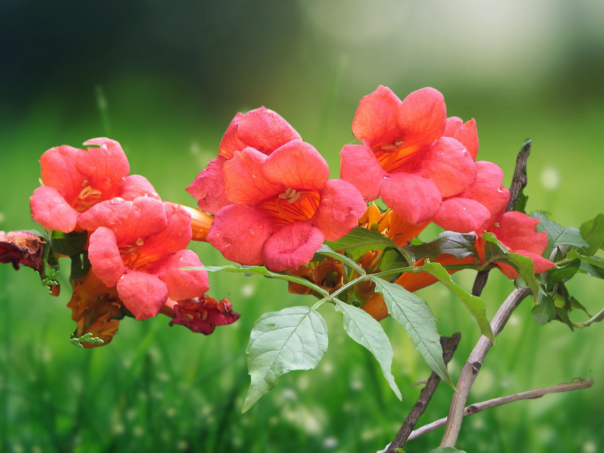 1 Rooted Plant Campsis Trumpet Creeper Vine Orange Starter for Garden Arbor Trellis