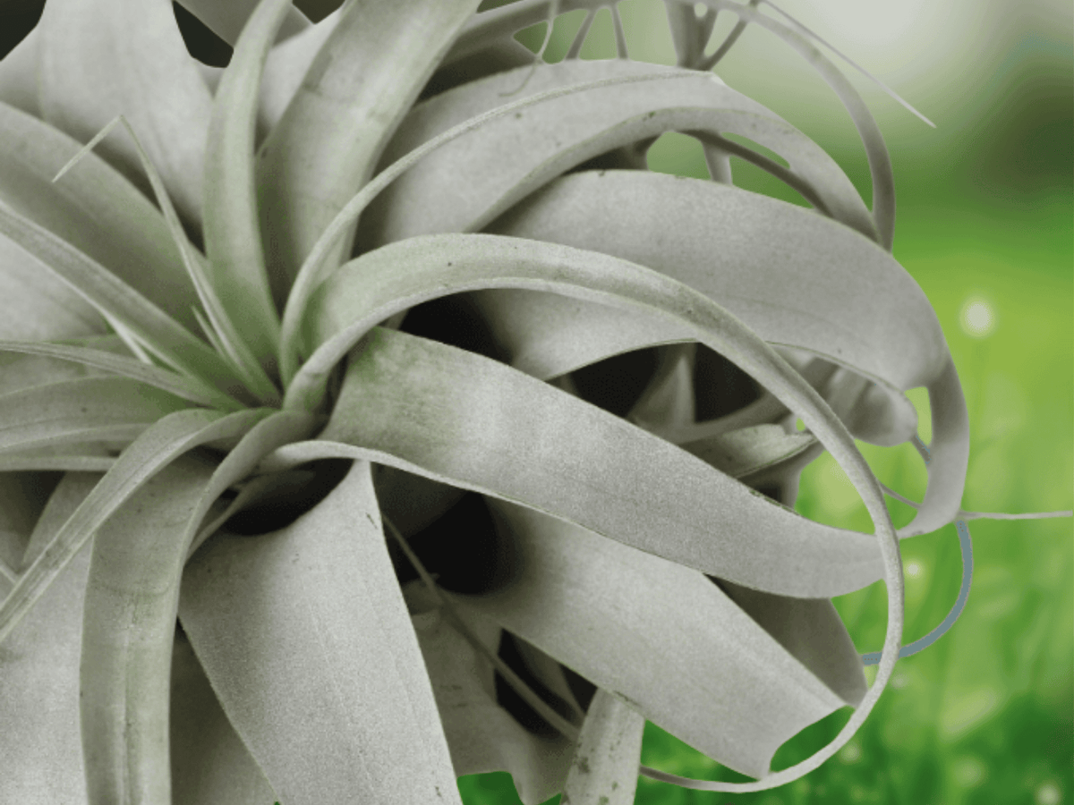 1 Live Air Plant Tillandsia Xerographica 8 Inch XL Collectors Houseplant