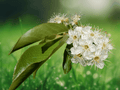 20 Seeds Bitter Cherry Prunus emarginata Native Ornamental Tree
