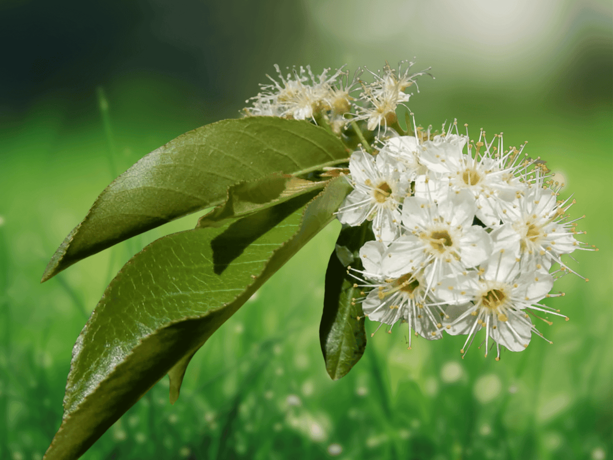 20 Seeds Bitter Cherry Prunus emarginata Native Ornamental Tree