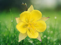 50 Yellow Columbine Seeds Aquilegia Chrysantha Perennial Flower Bright Golden Blooms Pollinator Friendly Easy Grow Cottage Garden Classic