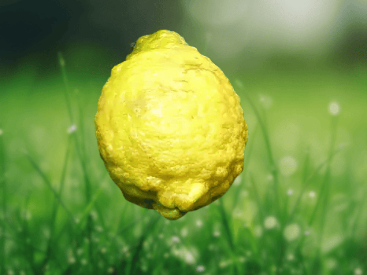 5 Seeds Citrus jambhiri (Rough Lemon / Taitensis) – Vigorous Citrus Tree