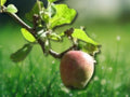 1 Live Plant Azadi Pomegranate Tree - Sweet, Productive, and Rare