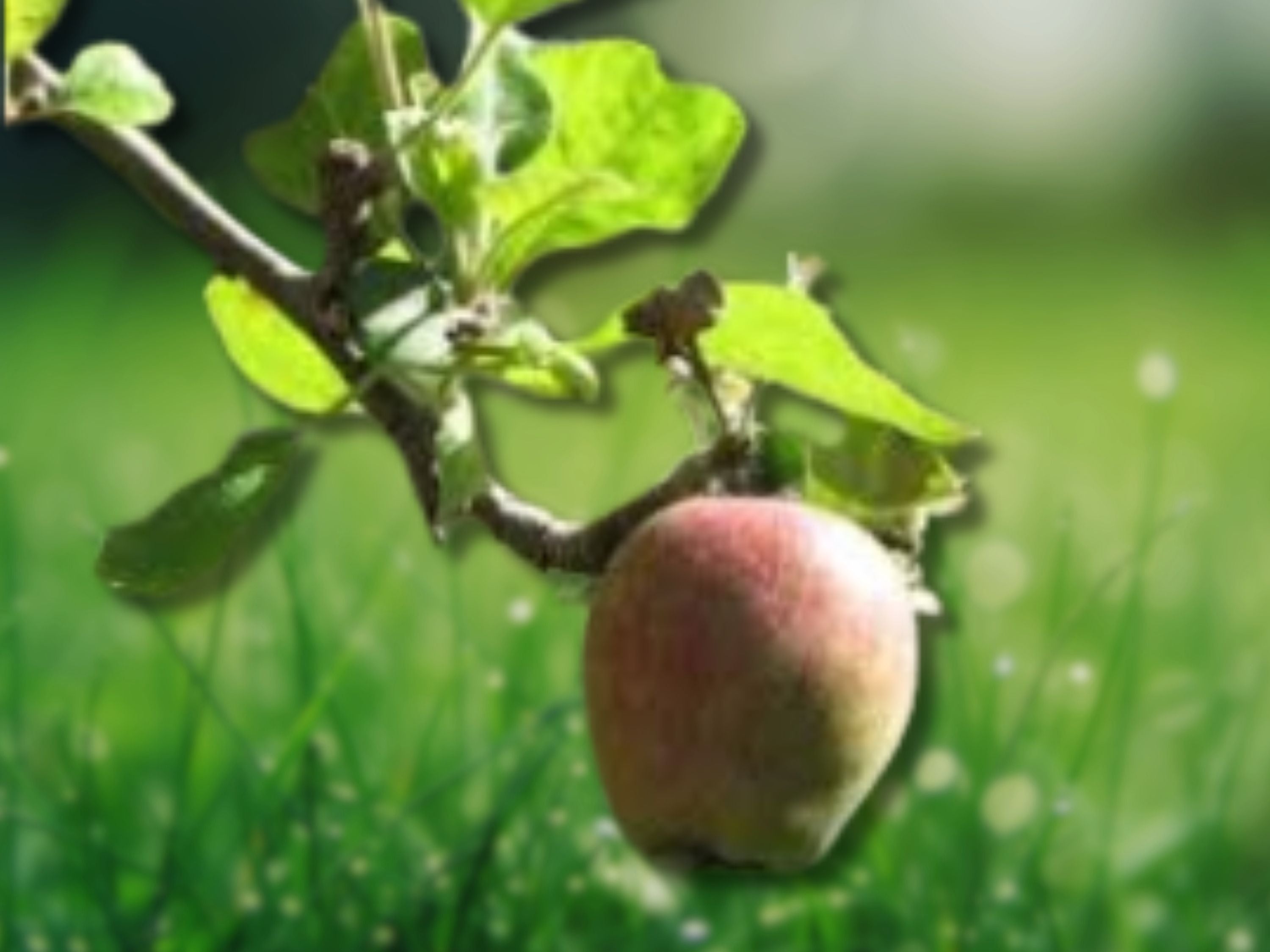 1 Live Plant Azadi Pomegranate Tree - Sweet, Productive, and Rare