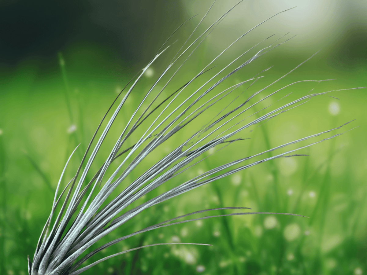 1 Live Air Plant Tillandsia Juncea 4 Inch Tropical Houseplant Terrarium Plant