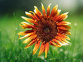 25 Seeds Joker Sunflower Bicolor Burgundy Yellow Annual Cut Flower Garden Border
