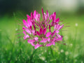 100 Seeds Raspberry Spider Flower Cleome Spinosa Fragrant Heirloom Annual Easy Grow Pollinator Friendly
