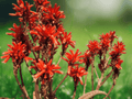 5 Seeds Aloe vaombe (Malagasy Tree Aloe) – Tropical Succulent Plant