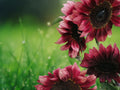 25 Seeds ProCut Red Sunflower Deep Red Blooms Dark Centers Easy Grow Annual Cut Flower Garden Border Summer