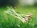 400+ Seeds Lemongrass Cymbopogon Citratus Perennial Herb Fragrant Culinary Grass Easy Grow Container Patio Tropical