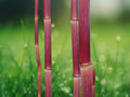 50 Seeds Red Stem Bamboo Tropical Ornamental Clumping Fast Growing Vibrant Red Culms Patio Garden