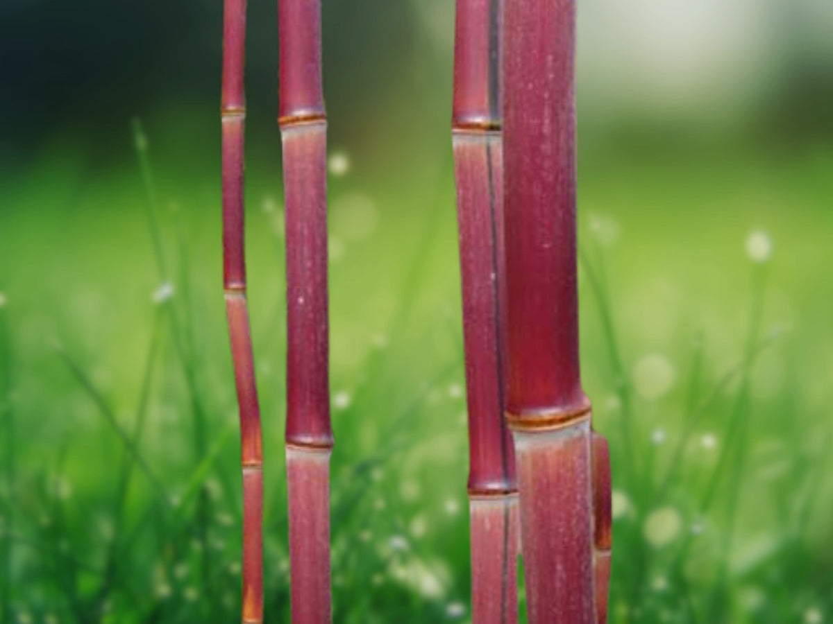 50 Seeds Red Stem Bamboo Tropical Ornamental Clumping Fast Growing Vibrant Red Culms Patio Garden
