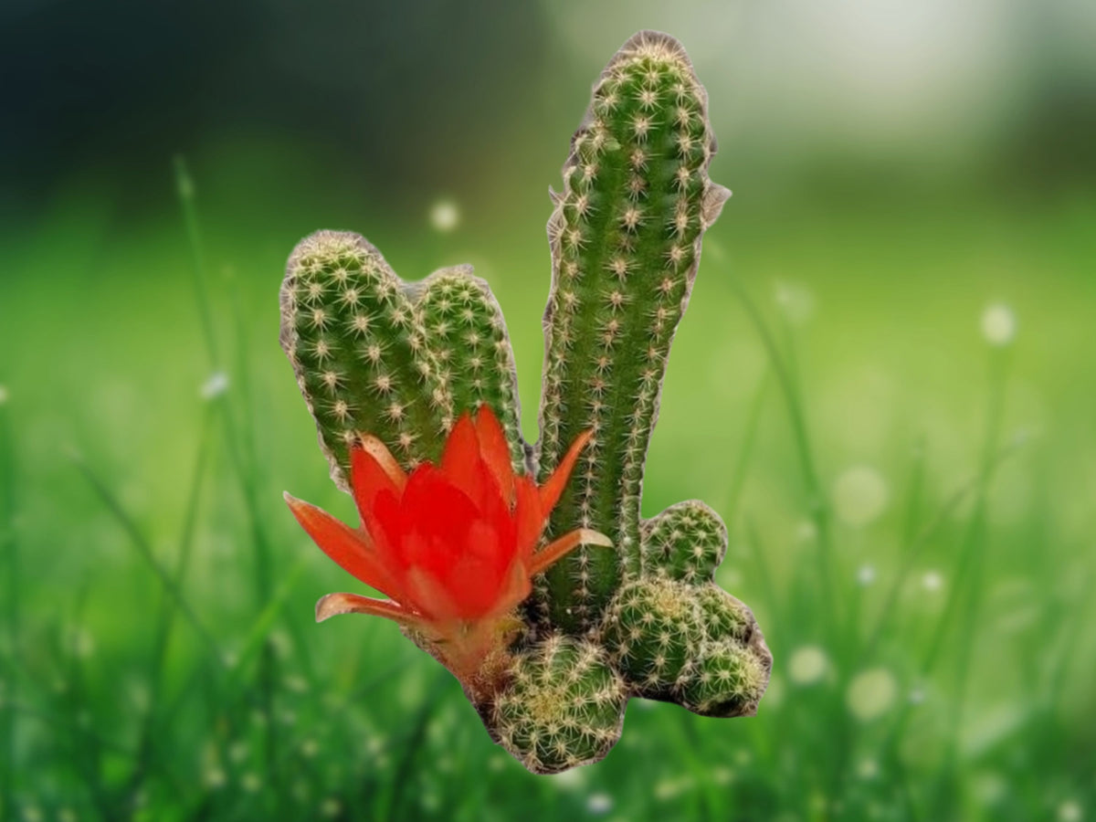 1 Live Plant Peanut Cactus Echinopsis chamaecereus Clustered Finger Cactus Starter for Patio Garden and Indoor Decor