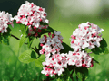 10 Seeds Viburnum carlesii Koreanspice Fragrant Flowering Shrub