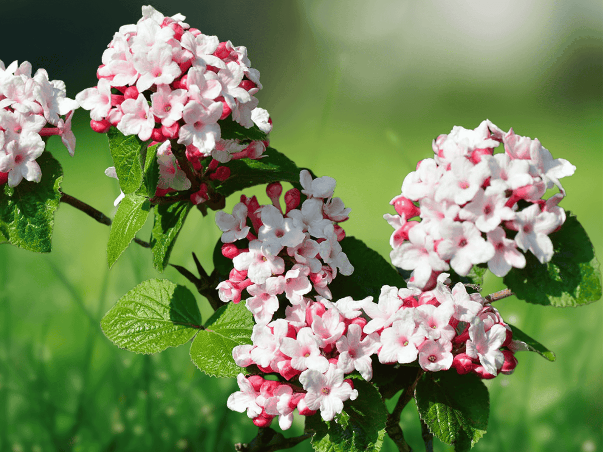 10 Seeds Viburnum carlesii Koreanspice Fragrant Flowering Shrub