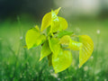 1 Live Plant Neon Green Pothos 4" Pot Tropical Houseplant Trailing Vine