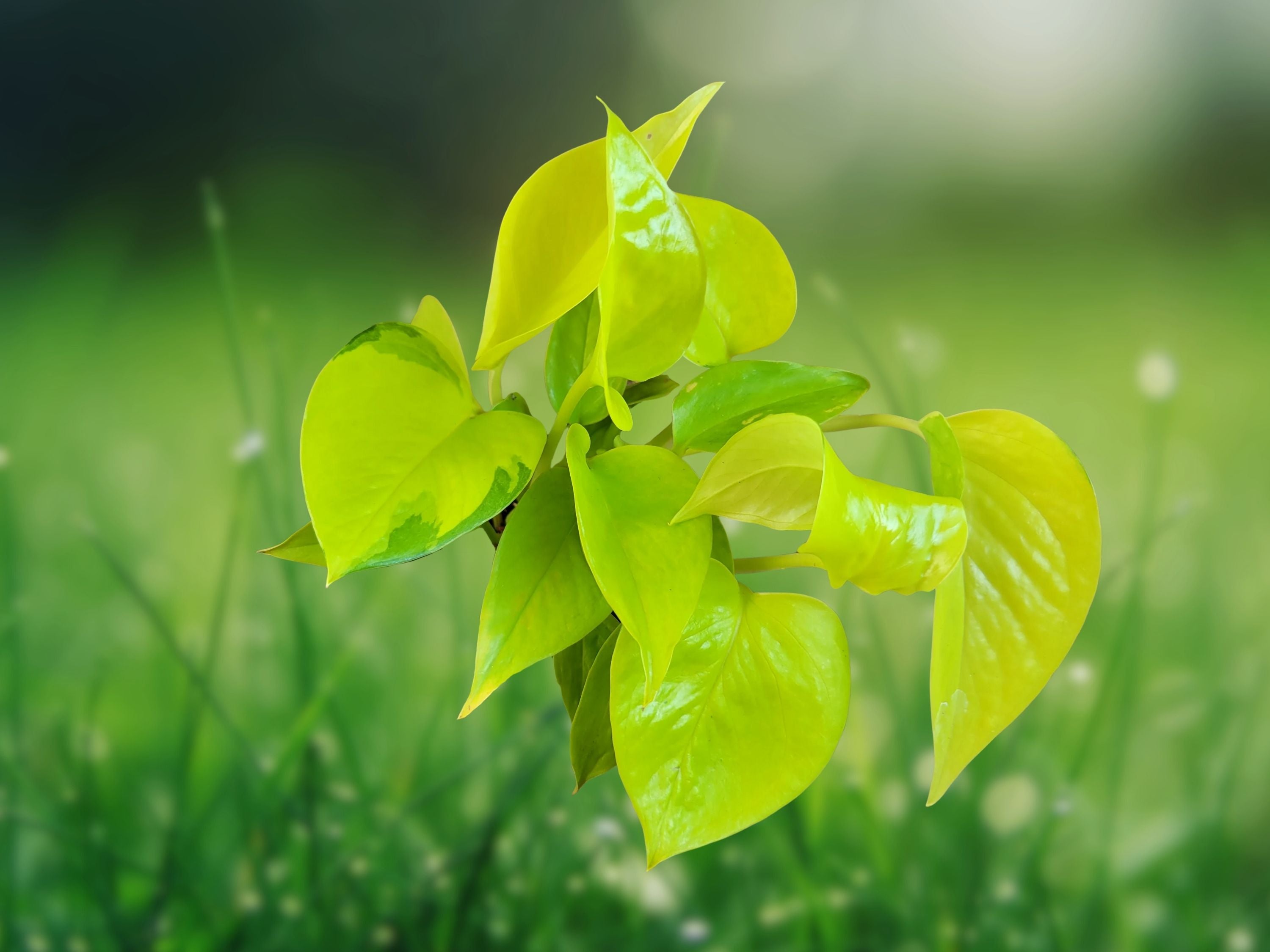 1 Live Plant Neon Green Pothos 4" Pot Tropical Houseplant Trailing Vine