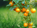 5 Seeds Citrus reticulata 'Murcott' Honey Tangerine Tree